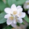 Jasmine Essential Oil