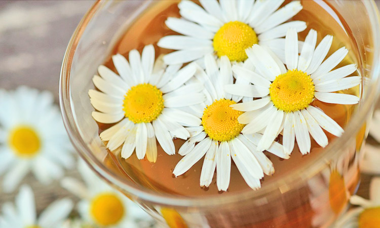 Chamomile Essential Oil